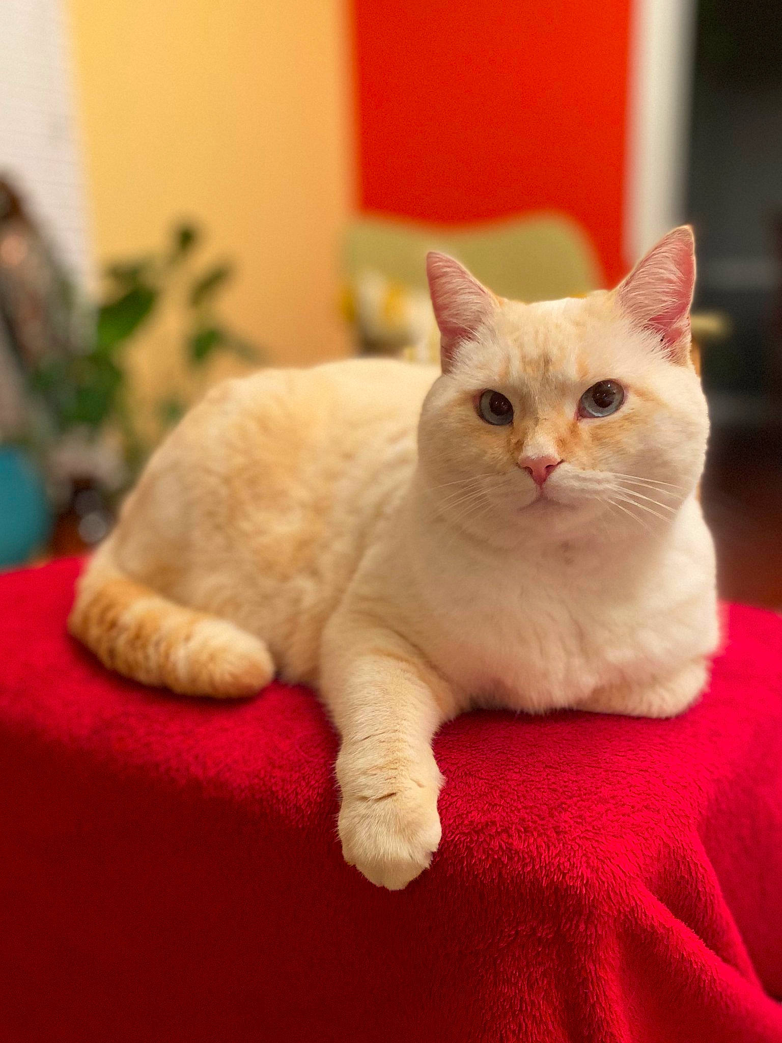 Sandy joined the competition — help win amazing prizes! carnivore, cat, cat_supply, claw, close_up, comfort, domestic_short_haired_cat, fang, felidae, foot, fur, houseplant, paw, plant, sitting, small_to_medium_sized_cats, snout, tail, terrestrial_animal, whiskers