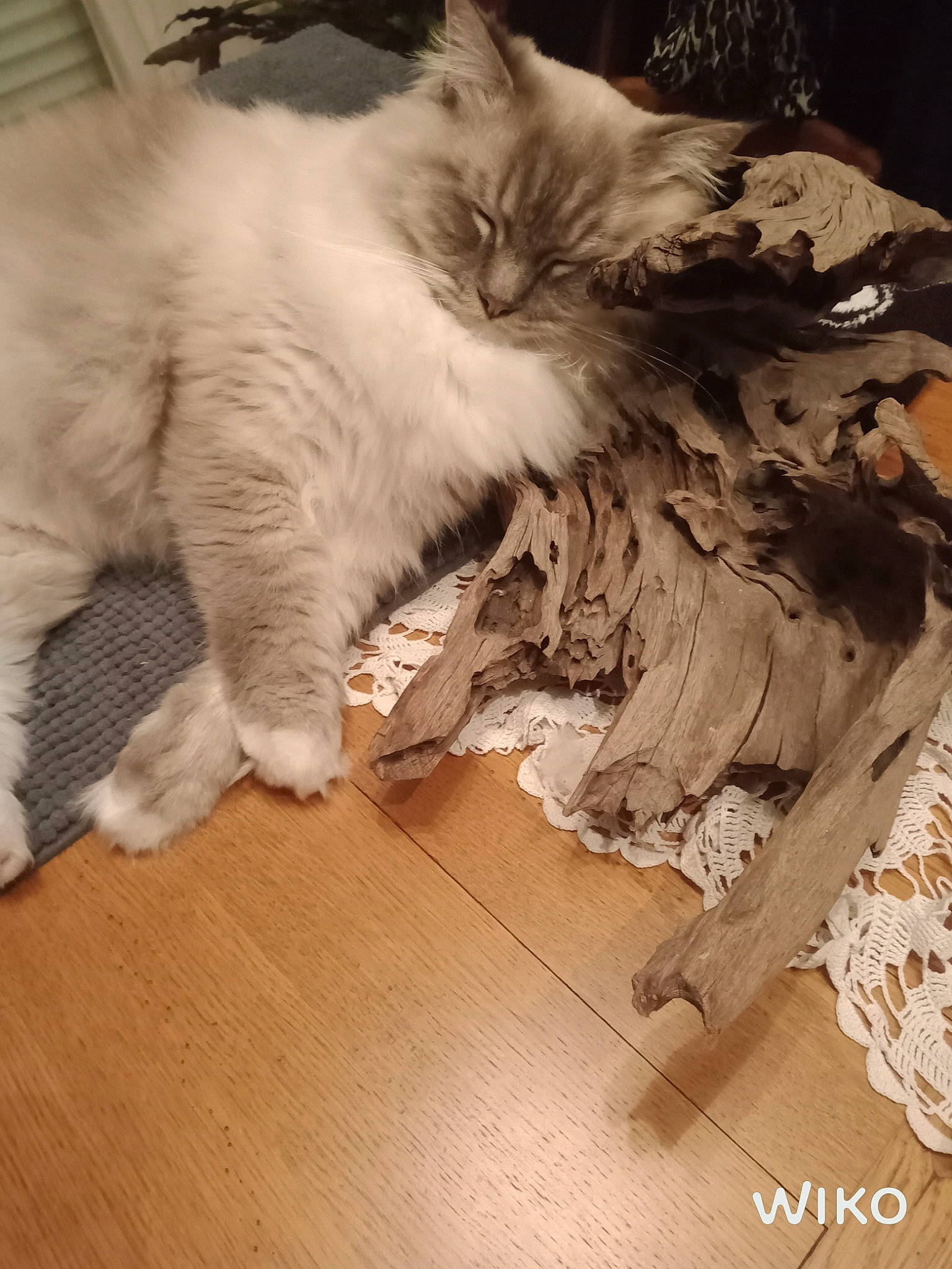 Simba