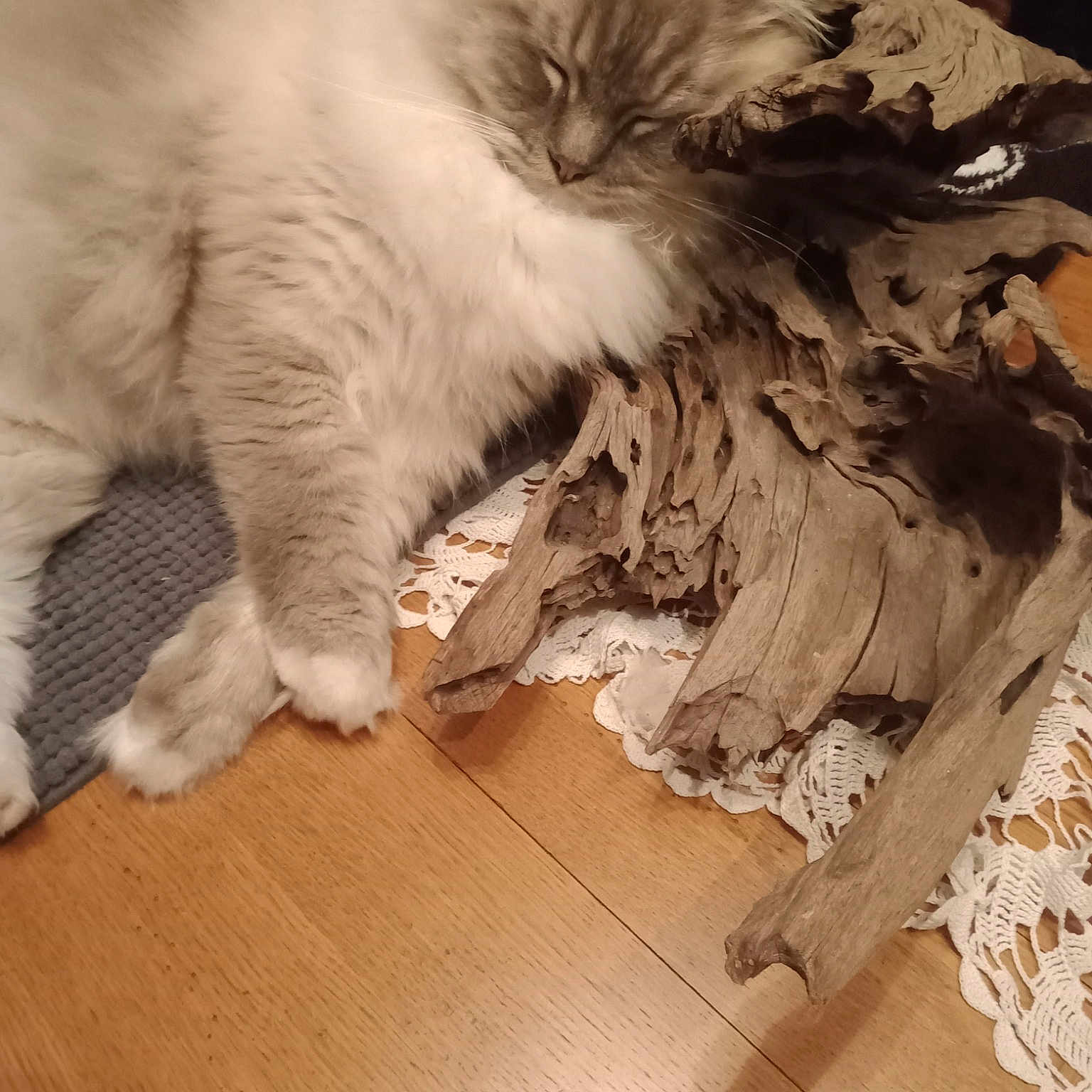 Simba