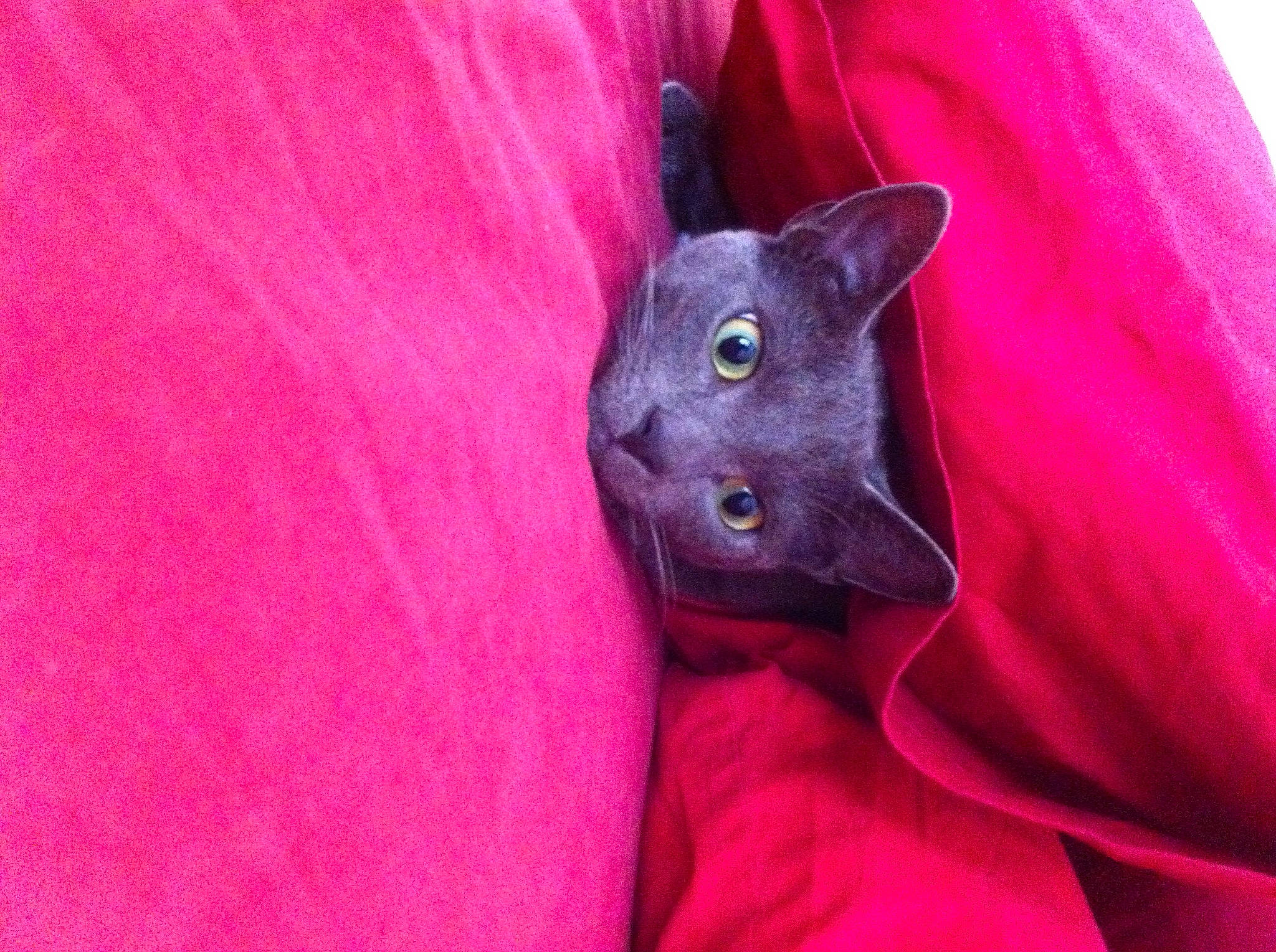 Baggy Boy is registered to the contest to win money with this photo: carnivore, cat, comfort, domestic_short_haired_cat, electric_blue, fashion_accessory, felidae, fur, grey, magenta, petal, russian_blue, sleeve, small_to_medium_sized_cats, snout, whiskers