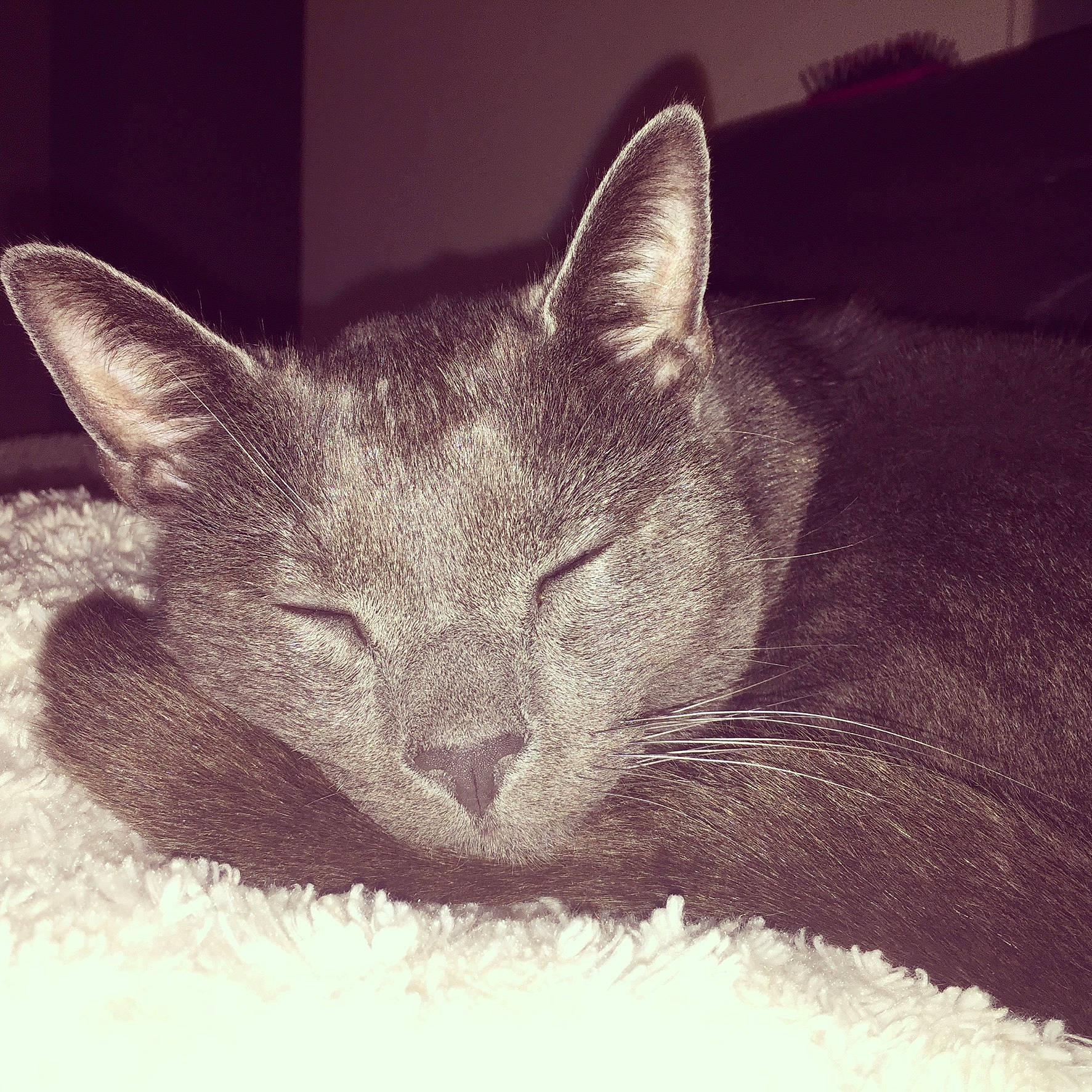 Baggy Boy is registered to the contest to win money with this photo: black_cat, carnivore, cat, comfort, darkness, domestic_short_haired_cat, felidae, fur, grey, monochrome, monochrome_photography, nap, paw, photo_caption, small_to_medium_sized_cats, snout, tail, whiskers, wildlife, window