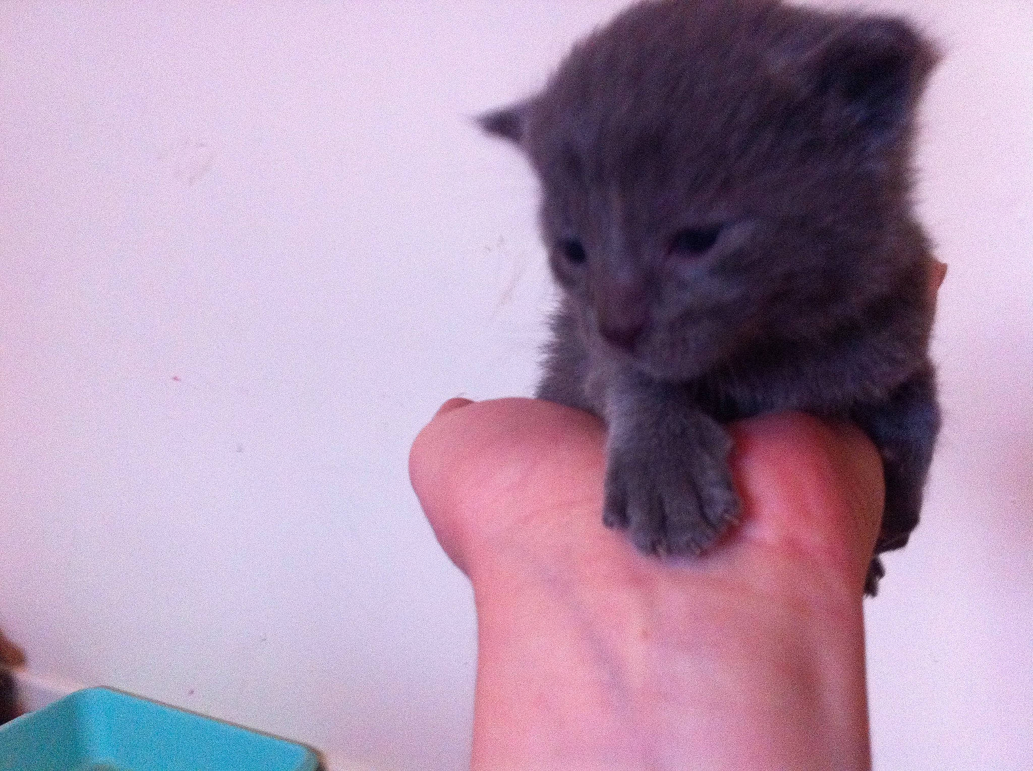 Baggy Boy is registered to the contest to win money with this photo: black_cat, carnivore, cat, claw, domestic_short_haired_cat, fawn, felidae, finger, fur, gesture, hand, nail, paw, small_to_medium_sized_cats, snout, tail, terrestrial_animal, whiskers, window, wrist