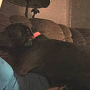 Makita joined the competition — help win amazing prizes! black_dog, close_up, collar, companion, couch, cozy, dim_lighting, dog, dog_tag, fur, head, indoor, lap, living_room, person_torso, pet, relaxing, sleeping_dog, snout, sofa