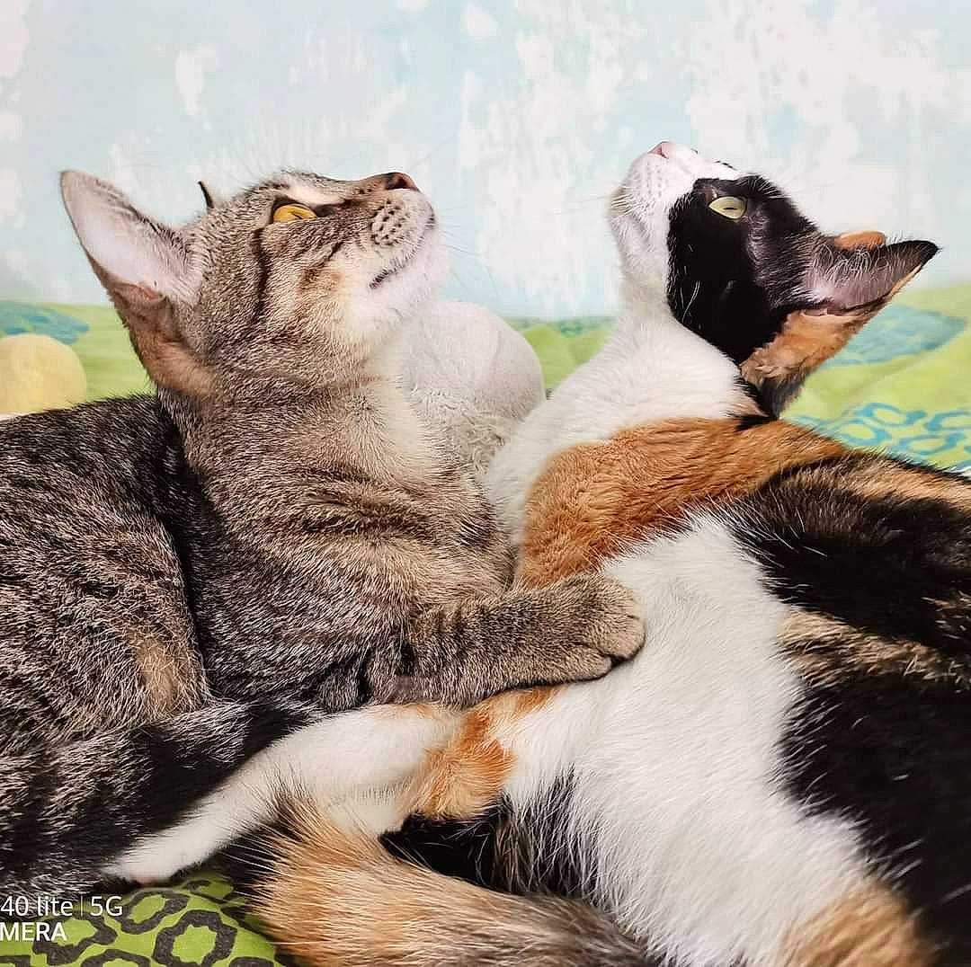 Raclette Et Tartiflette