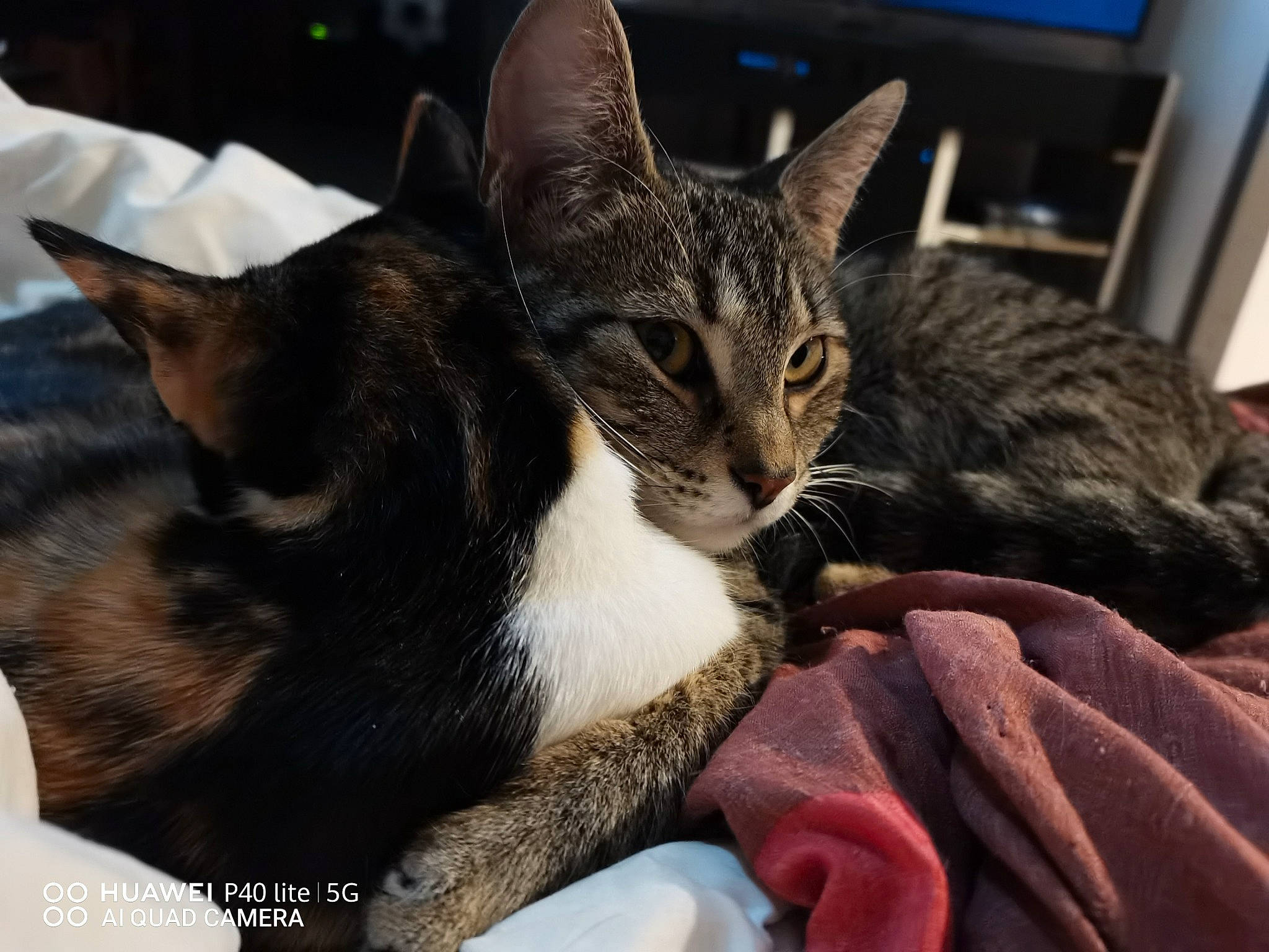 Raclette Et Tartiflette participe au concours pour gagner de l'argent avec cette photo : carnivore, cat, cat_supply, claw, comfort, domestic_short_haired_cat, felidae, fur, nap, paw, sitting, small_to_medium_sized_cats, snout, tree, whiskers