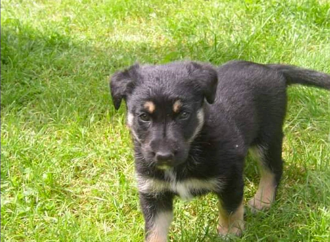 Cyrco Abyss Canelle a rejoint le concours — aidez-le/la à gagner de superbes lots ! borador, canidae, carnivore, companion_dog, corgi_chihuahua, dog, dog_breed, fur, grass, grassland, groundcover, paw, plant, puppy, snout, sporting_group, terrestrial_animal, whiskers, working_animal, working_dog