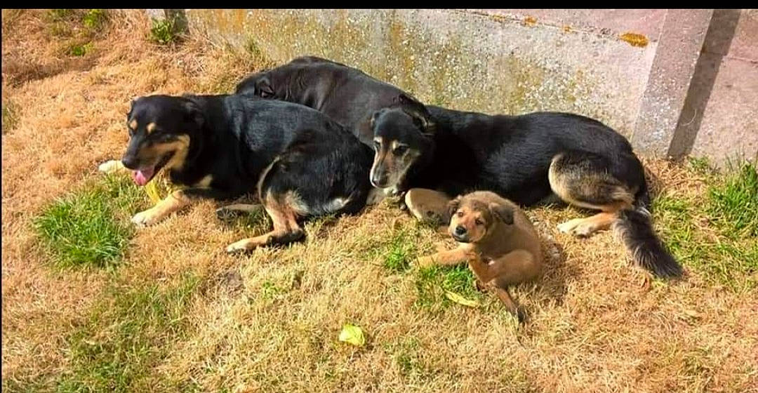 Cyrco Abyss Canelle participe au concours pour gagner de l'argent avec cette photo : canidae, carnivore, companion_dog, dog, dog_breed, grass, guard_dog, hunting_dog, plant, puppy, snout, sporting_group, tail, terrestrial_animal, working_animal, working_dog