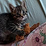 Juniper is registered to the contest to win money with this photo: kitten, cat, toy, paw, fur, tabby, pet, animal, cute, playful, person, pajamas, floral_pattern, indoor, resting, closeup, whiskers, ears, soft, domestic