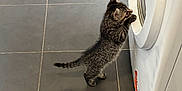 Juniper is registered to the contest to win money with this photo: kitten, cat, tabby, curious, washing_machine, tile_floor, indoor, pet, small_animal, gray, black_stripes, standing, paw, appliance, home, domestic, floor_tile, young, fur, animal