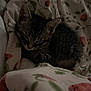 Juniper joined the competition — help win amazing prizes! kitten, sleeping, tabby, cat, blanket, floral_pattern, cozy, indoor, pet, animal, cute, fur, small, resting, comfort, domestic, young, peaceful, soft_light, nap