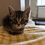 Juniper joined the competition — help win amazing prizes! kitten, tabby, cat, indoor, blanket, yellow, white, cozy, fur, cute, pet, animal, small, sitting, curious, paws, texture, soft, portrait, home