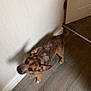 dog, small_dog, brown_dog, indoor, wooden_floor, white_wall, door, pet, canine, looking_up, curious, animal, floor, shadow, ears, tail, domestic_animal, companion, house, home