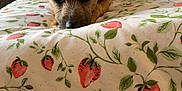 Ludo is registered to the contest to win money with this photo: dog, bed, bedspread, strawberry_pattern, ears, eyes, brown, room, lamp, headboard, pillow, floral, wallpaper, indoor, cozy, resting, pet, comfortable, curious, animal