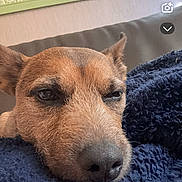 Ludo joined the competition — help win amazing prizes! dog, close_up, sleepy, blanket, navy_blue, resting, face, ears, nose, fur, couch, wallpaper, tree_pattern, framed_photos, indoor, cozy, pet, animal, relaxed, portrait
