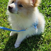 Teddy joined the competition — help win amazing prizes! puppy, dog, grass, outdoor, leash, pet, fluffy, sunlight, cute, small_dog, animal, nature, greenery, young_dog, adorable, sitting, canine, daylight, fur, playful