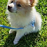 puppy, dog, grass, outdoor, leash, pet, fluffy, sunlight, cute, small_dog, animal, nature, greenery, young_dog, adorable, sitting, canine, daylight, fur, playful