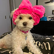 Lily is registered to the contest to win money with this photo: animal, bedroom, blanket, collar, cozy, cute, decor, dog, domestic_animal, fur, furniture, headband, indoor, lying_down, mirror, pet, pink_bow, playful, resting, white_fur