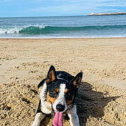 Taïko participe au concours pour gagner de l'argent avec cette photo : animal, beach, canine, coast, dog, happy, nature, ocean, outdoor, pet, playful, relaxing, sand, shore, sky, summer, sunny, tongue_out, water, waves