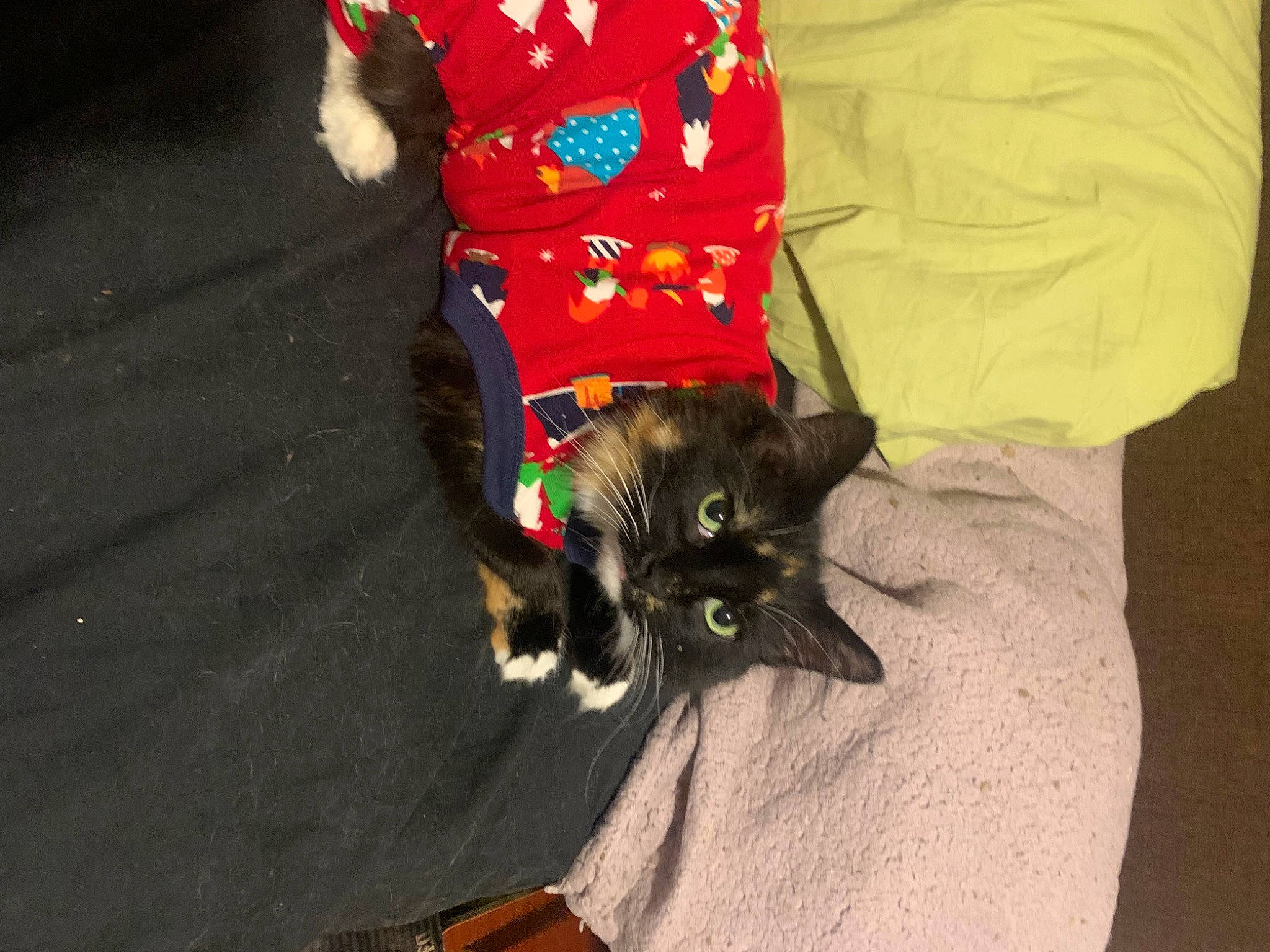 Kiwi is registered to the contest to win money with this photo: black_cat, bombay, carmine, carnivore, cat, claw, comfort, dog_breed, domestic_short_haired_cat, event, felidae, fur, human_leg, paw, small_to_medium_sized_cats, tail, whiskers