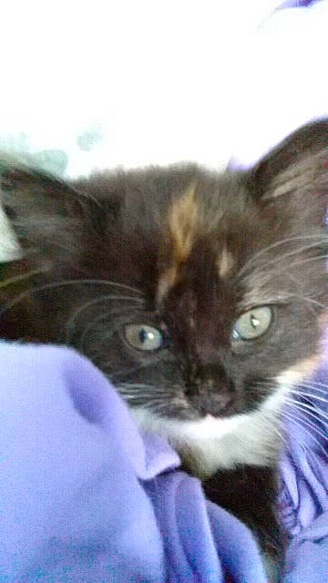 Kiwi is registered to the contest to win money with this photo: black_cat, carnivore, cat, claw, comfort, domestic_short_haired_cat, ear, electric_blue, eye, felidae, fur, gesture, small_to_medium_sized_cats, snout, terrestrial_animal, whiskers, window