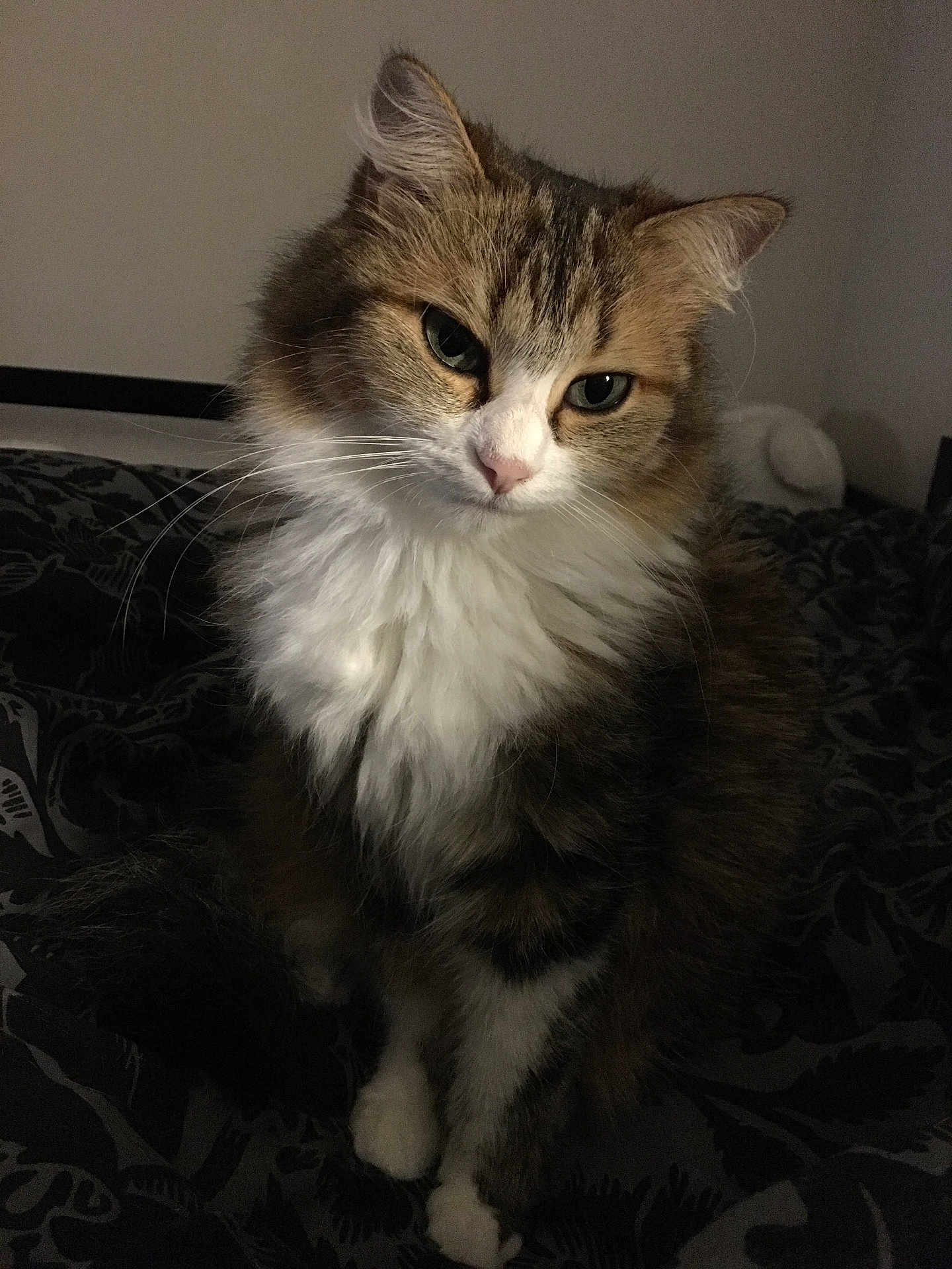 Foxy participe au concours pour gagner de l'argent avec cette photo : cat, fluffy, white_chest, brown_fur, pet, animal, indoor, bed, blanket, cute, feline, whiskers, ears, paws, portrait, domestic, cozy, soft, sitting, looking