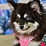dog, fluffy, heterochromia, blue_eye, brown_eye, pet, canine, pink_outfit, strawberry_pattern, fur, portrait, indoor, cute, animal, mammal, resting, closeup, colorful, background_blur, domestic