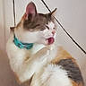 Cleopatra is registered to the contest to win money with this photo: cat, feline, pet, licking, collar, white_fur, brown_fur, grey_fur, indoor, closeup, animal, cute, whiskers, ears, paw, tongue, chain, background, fur, mammal
