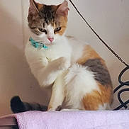 Cleopatra joined the competition — help win amazing prizes! cat, calico, feline, pet, collar, fur, tail, whiskers, indoor, towel, purple, animal, cute, sitting, looking, mischievous, household, relaxed, portrait, domestic