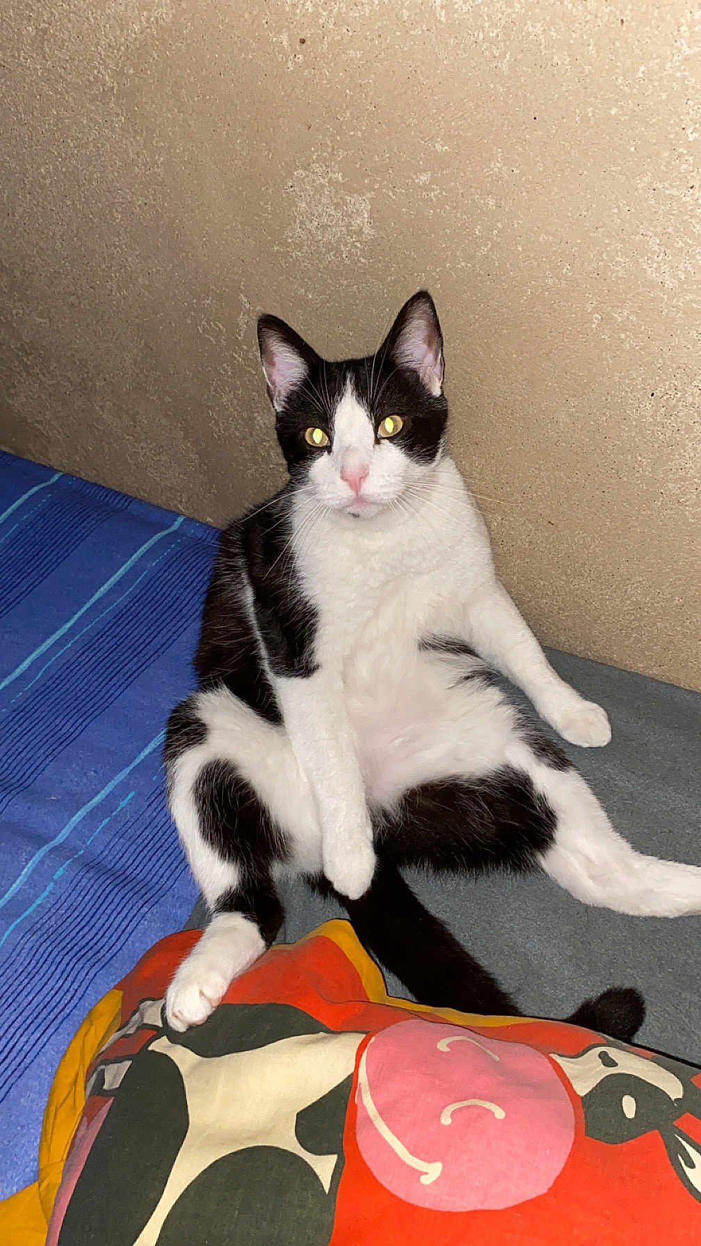 Cupidon participe au concours pour gagner de l'argent avec cette photo : cat, black_and_white, sitting, bed, pillow, striped_blanket, indoor, relaxed, pets, animal, feline, cute, whiskers, ears, fur, tail, floor, wall, home, cozy