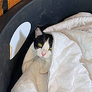 Cupidon participe au concours pour gagner de l'argent avec cette photo : cat, blanket, pet_bed, black_and_white_cat, orange_cat, wooden_surface, indoor, cozy, resting, fur, animal, cute, sleepy, domestic_cat, laying_down, household, soft_texture, relaxed, companion_animals, feline