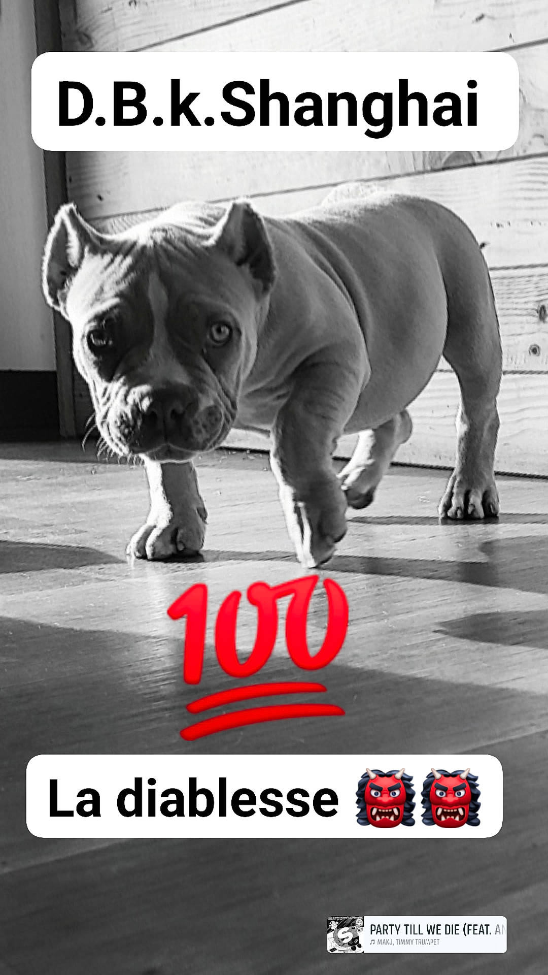 Shanghai a rejoint le concours — aidez-le/la à gagner de superbes lots ! advertising, ancient_dog_breeds, bulldog, canidae, carnivore, companion_dog, dog, dog_breed, font, internet_meme, non_sporting_group, photo_caption, photography, poster, snout, terrestrial_animal