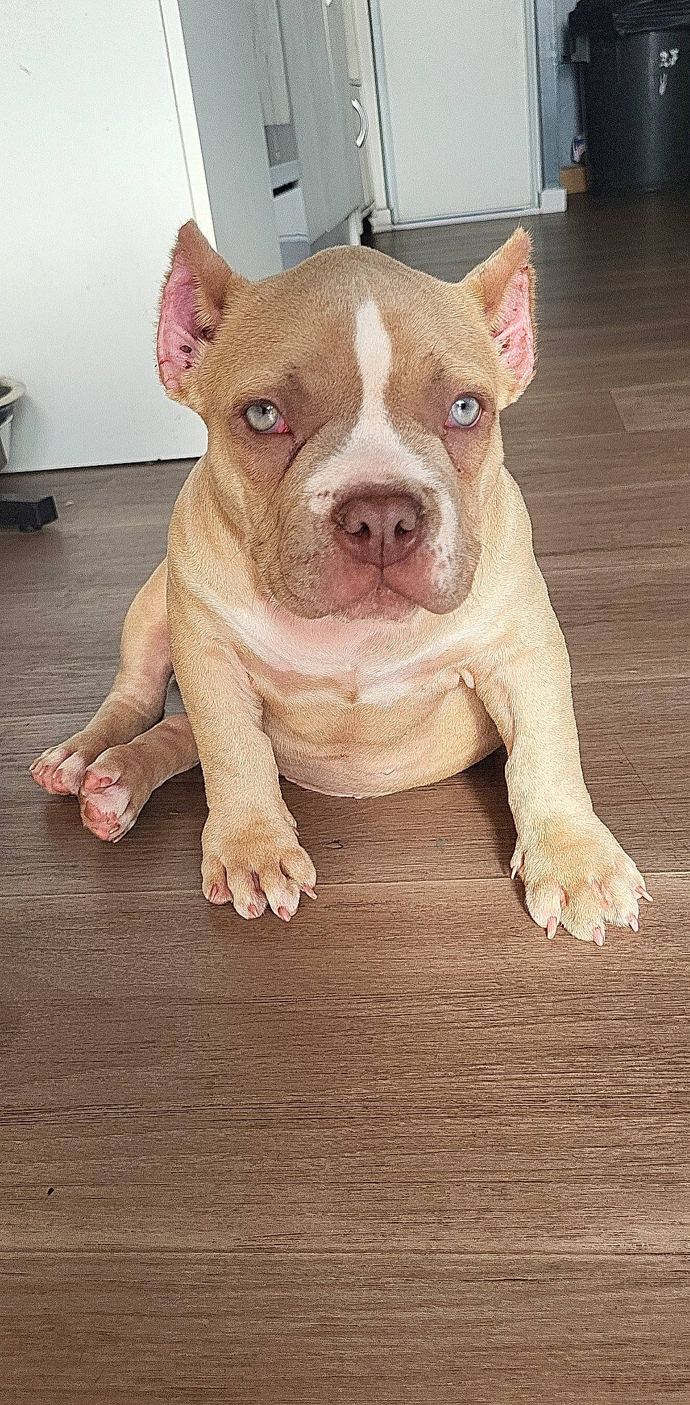 Shanghai participe au concours pour gagner de l'argent avec cette photo : ancient_dog_breeds, canidae, carnivore, companion_dog, dog, dog_breed, fawn, molosser, non_sporting_group, snout, sporting_group, terrestrial_animal, wood, working_animal, wrinkle