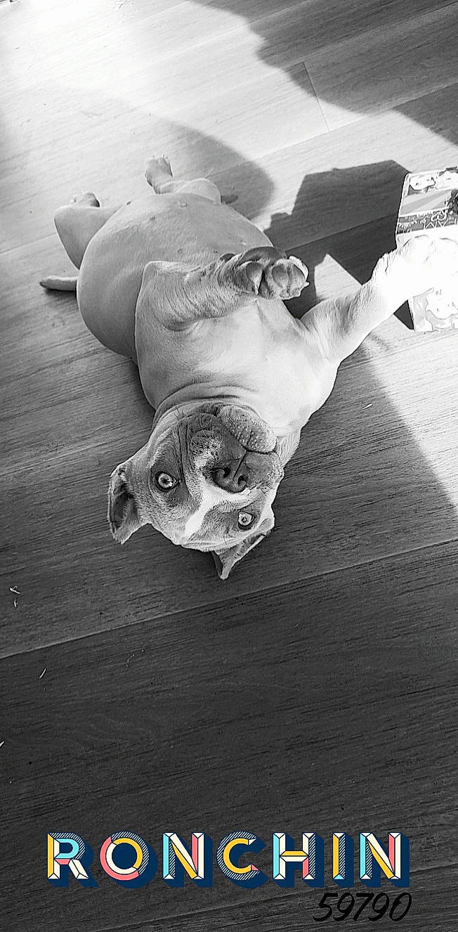 Shanghai a rejoint le concours — aidez-le/la à gagner de superbes lots ! art, black_and_white, bone, flash_photography, flesh, foot, gesture, grey, monochrome, monochrome_photography, musical_instrument, paw, rock, skull, snout, still_life_photography, stock_photography, style, wood, working_animal