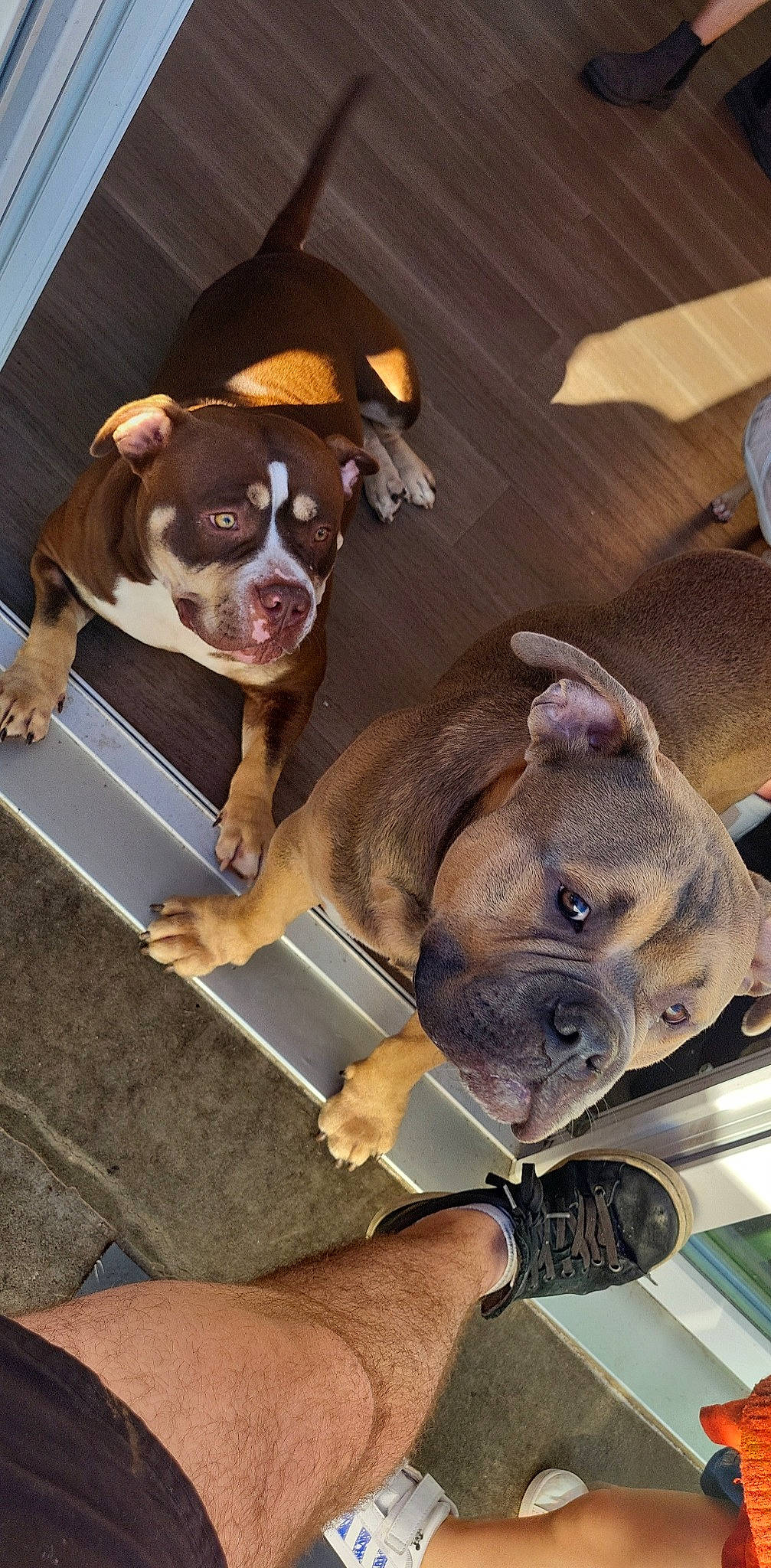 Nefertiti a rejoint le concours — aidez-le/la à gagner de superbes lots ! boxer, canidae, carnivore, collar, companion_dog, dog, dog_breed, dog_collar, ear, fawn, fur, liver, pet_supply, snout, sporting_group, toy_dog, whiskers, wood, working_animal, wrinkle