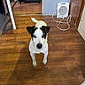 animal, black_and_white, cord, curious, dog, domestic, door, ears, floor, framed_photos, heater, household, indoor, looking_up, pet, room, small_dog, tail, wall, wooden_floor