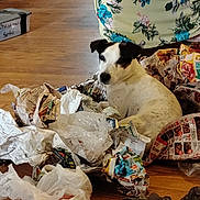 Buddy joined the competition — help win amazing prizes! animal, black_spots, clutter, crumpled_paper, curious, dog, domestic, floor, floral_chair, guilty_look, home_interior, household, indoor, mess, newspaper, pet, plastic_bag, sitting, white_dog, wooden_floor