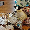 animal, black_spots, clutter, crumpled_paper, curious, dog, domestic, floor, floral_chair, guilty_look, home_interior, household, indoor, mess, newspaper, pet, plastic_bag, sitting, white_dog, wooden_floor