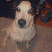 Buddy is registered to the contest to win money with this photo: animal, attentive, background, bag, black_and_white, canine, carpet, cute, dog, domestic, floor, furniture, household, indoor, looking_up, mammal, pet, reindeer_decoration, toy, wood_floor