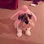 Dandy is registered to the contest to win money with this photo: