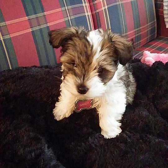 Dandy