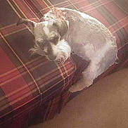 Dandy is registered to the contest to win money with this photo: