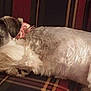 Dandy is registered to the contest to win money with this photo: