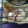 Rhody is registered to the contest to win money with this photo: