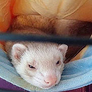 Rhody is registered to the contest to win money with this photo: