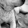 Anthony Bourdon participe au concours pour gagner de l'argent avec cette photo : dog, wet_fur, close_up, black_and_white, leash, blanket, sand, resting, pet, canine, outdoor, calm, animal, portrait, relaxed, texture, fur, sleepy, side_view, nature
