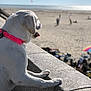 Anthony Bourdon a rejoint le concours — aidez-le/la à gagner de superbes lots ! dog, white_dog, collar, pink_collar, stone_wall, beach, sand, sunny, outdoor, daylight, animal, pet, canine, tongue_out, side_view, relaxed, watching, nature, vacation, summer