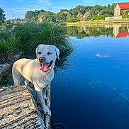 Anthony Bourdon a rejoint le concours — aidez-le/la à gagner de superbes lots ! dog, white_dog, lake, water, grass, stone, sunlight, reflection, blue_sky, clouds, trees, house, nature, outdoor, pet, animal, happy, tongue_out, summer, calm