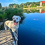 dog, white_dog, lake, water, grass, stone, sunlight, reflection, blue_sky, clouds, trees, house, nature, outdoor, pet, animal, happy, tongue_out, summer, calm