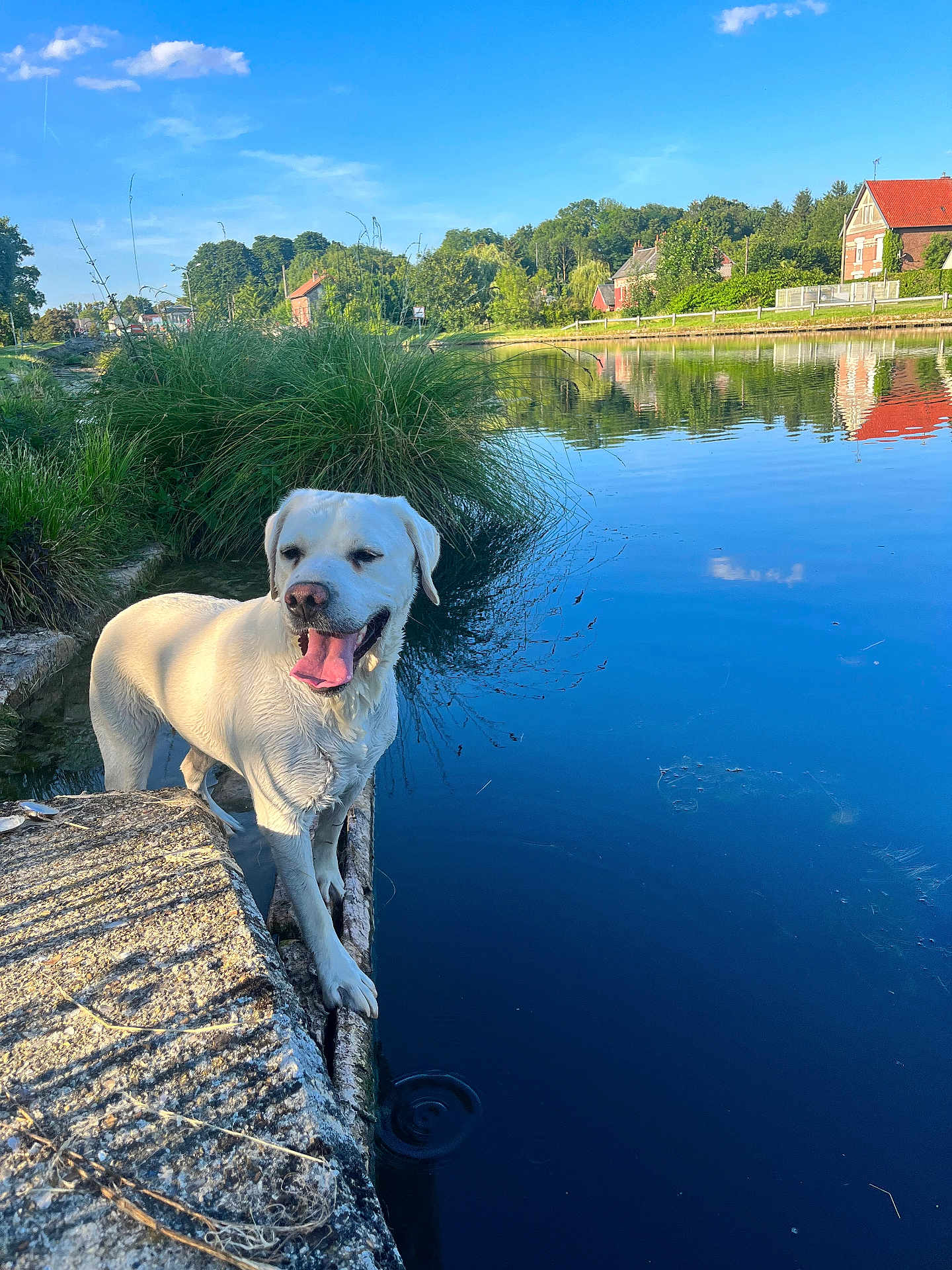 Anthony Bourdon a rejoint le concours — aidez-le/la à gagner de superbes lots ! dog, white_dog, lake, water, grass, stone, sunlight, reflection, blue_sky, clouds, trees, house, nature, outdoor, pet, animal, happy, tongue_out, summer, calm