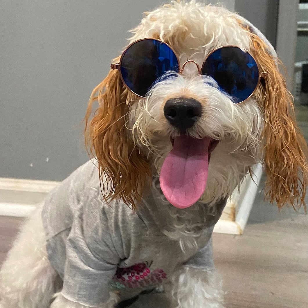 Diamond is registered to the contest to win money with this photo: animal, canine, companion, curly_fur, cute, dog, domestic, fashion, gray_shirt, happy, indoor, pet, playful, portrait, smiling, sunglasses, tongue, tongue_out, wearing_clothes, wooden_floor